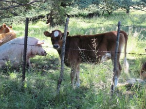 The Pig and the Calf...