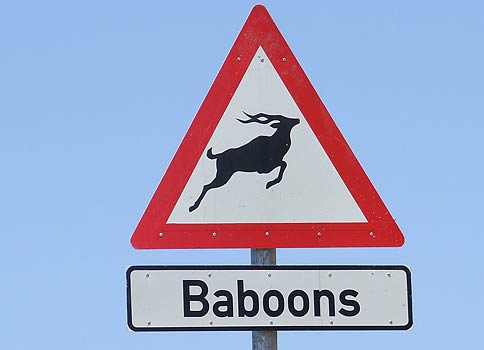 Baboon sign...