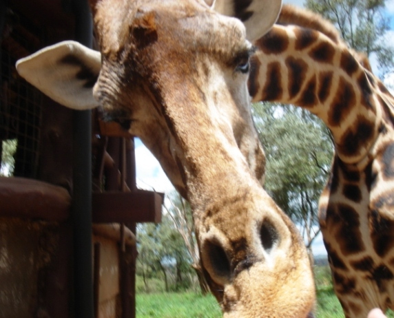 Gimme those pellets...