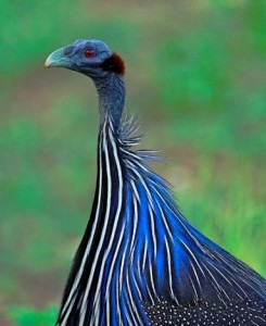 Vulturine-Guinea-fowl