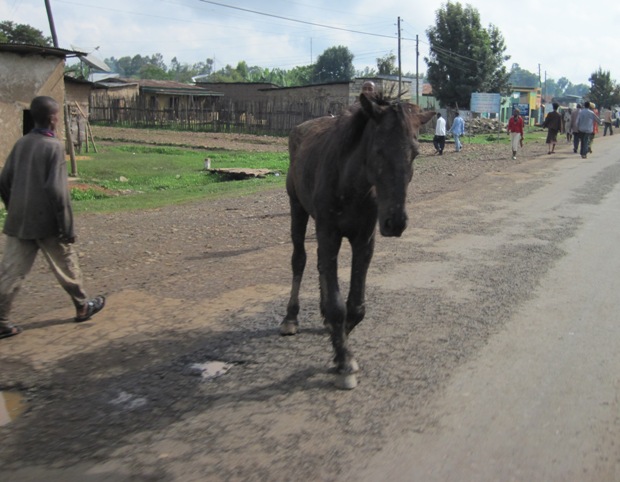 Abandoned... This horse has a broken left front leg...