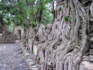 The Ficus trees are taking over...