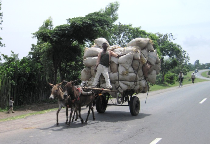 These two donkeys are pulling this cart loaded with bags of charcoal...