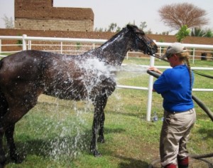Christy hoses one of the horse down after the ride...