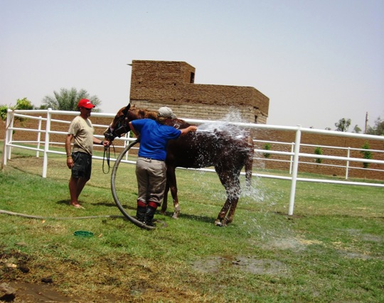 I hold on while another horse gets a cold shower...