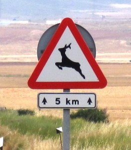 Spanish deer do not just walk across the road, they apparently leap across it with gay abandon...