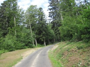 Somehow, I managed to get myself riding through this forested area ona narrow road... A beautiful mistake....!!!