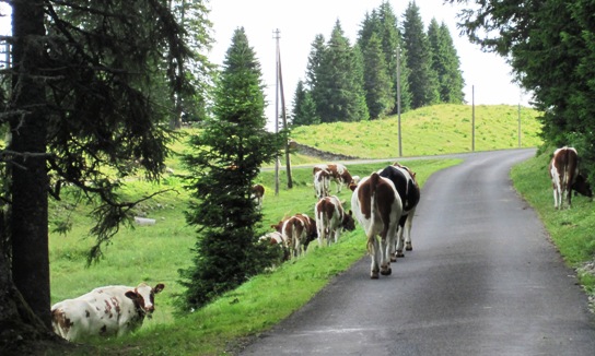Then there was a herd of Toblerone on the hoof that had me braking frantically...