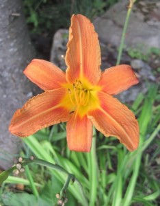 2. Pretty flowers on the roadside...