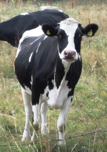 23. Girls... Look at the horns on this one... The Big Fella gets the glad-eye from Betsy...