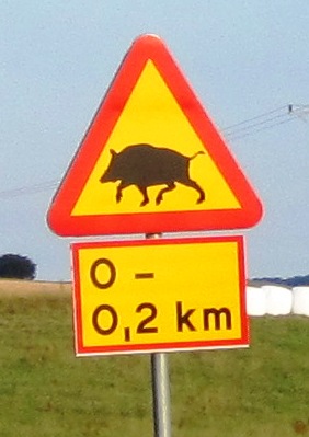 25. Do you think the wild pigs know that they only have a 200 metre stretch to croos over in...