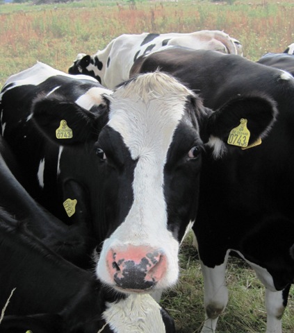 26. We luuuuuuve the Gypsy Biker...!!