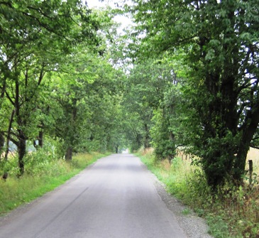 27. The avenue of oaks on the road down to the cottage...