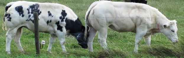 6. You're looking a bit pale, Clarabelle...