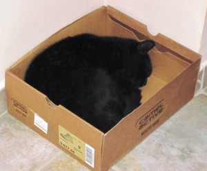 The Terminator sleeps in a cardboard box... No frills for this cat...!!