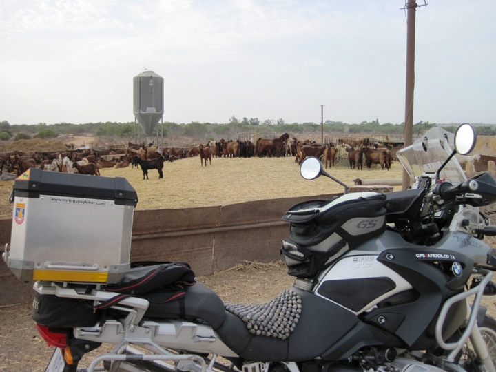 4. My nose led me to this herd of smelly beasties...