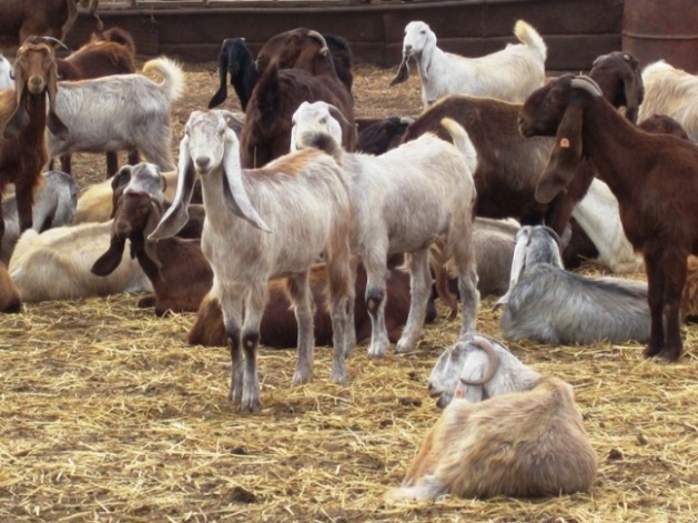 5. All the better to be swung around by, my Dear...!!