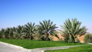 6. The road through the desert is lined with palm trees and well watered verges...