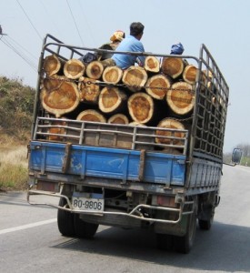 4. Prime Teak logs on their way to be turned into furniture...