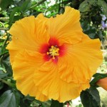 1. Hibiscus reminds me of home...