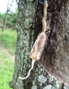 1. The small metal plate that guides the rubber into the cup...