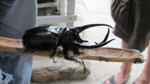 10. The Three-Horned Rhinocerous beetle was longer than my hand...