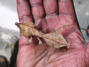 11. Amazing camoflauge of this Mantis...