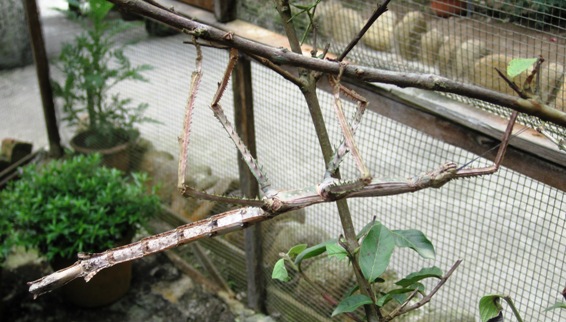 13. The largest Stick Insect you will ever set eyes on....