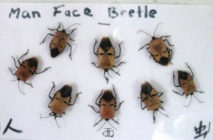 14. The Man's Face Beetle display... Can't think how they got the name...!!