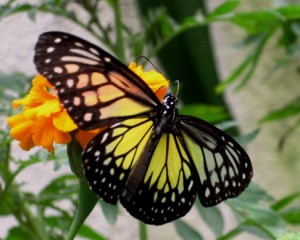 15. This one had translucent wings...