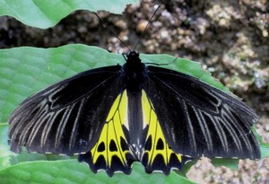 16. Many of them like this one were fading fast...