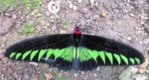 17. This was by far the most common butterfly in the collection...