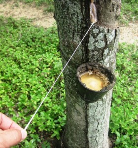 2. Hard to belive the elasticity of this stuff...!! A cup-ful of rubber a day hardly seems worth the effort, but