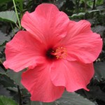 3. Pretty in Pink....