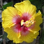 4. Yet another colour variation...