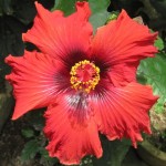 5a. Passionate Red too...