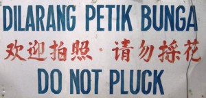 6. Blooms are (understandably) closely guarded by a beady-eyed guide...