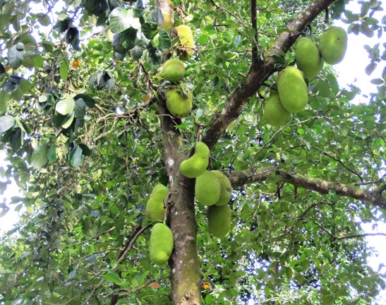 7. Rory got in among the fruit, eating a number segments from the Jackfruit that grew closer to the ground...