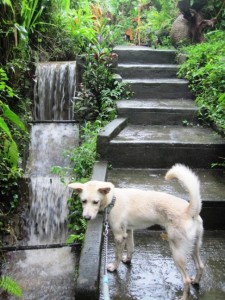 10. Our early morning and late evening walks became a daily ritual...