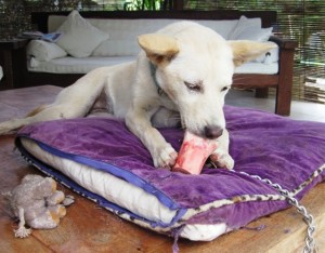 13. Sadie gets her first bone...