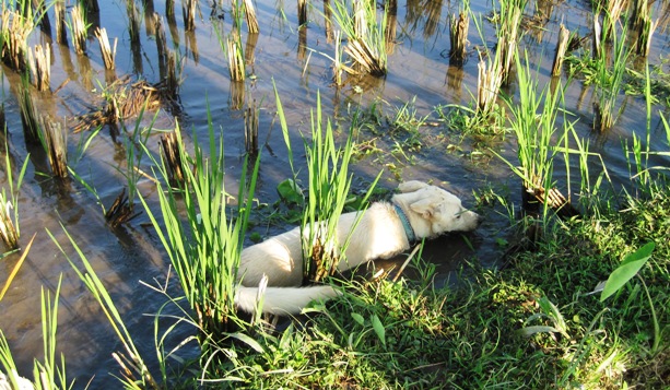 15. Keeping Sadie clean was a mission impossible...!!