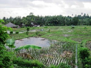 2. Rice paddies stretched away to the treeline in the distance...