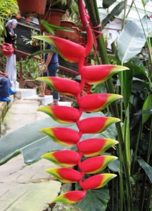 8. Heleconias grow along every footpath and in every garden...