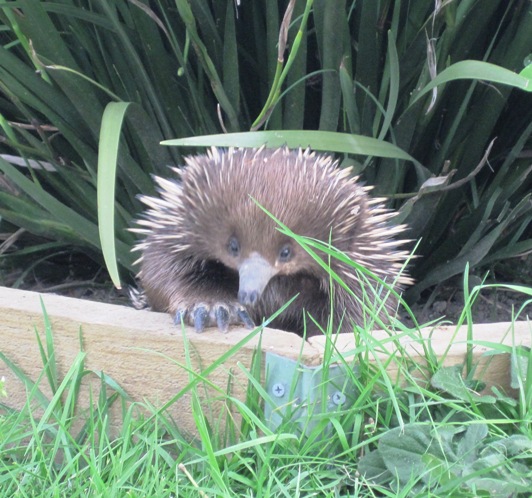 14. An inquisitive Echidna wandered through the garden...