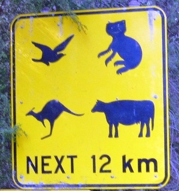 7. Obstacles aplenty on the way down to Otway Lighhouse...