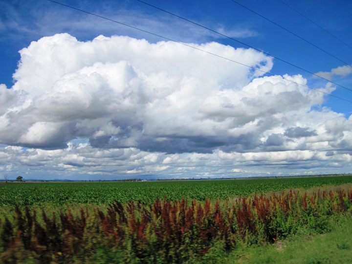 11. Fields of maize stretch to the horizon, covered by clouds pregnant with more rain...