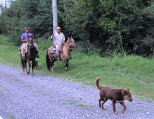 1. Every farm I passed, no matter how small, had a herd of horse in the paddock... I passed dozens of guys on horseback...