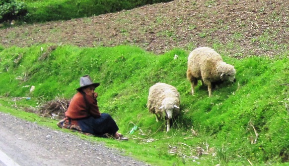 15. In South America, it is not the young boys that look after the livestock as they do in Africa, but rather the elderly woman...