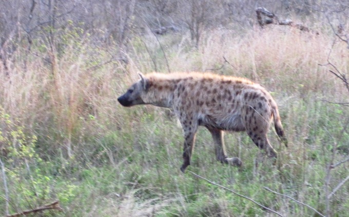 6. Even the undertaker of the bush was there to greet us in the first few minutes of our arrival...