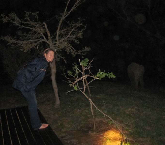 8. After dinner we went outside and discovered that our lodge was surrounded by a large breeding herd of elephant... Here Patricia gets close to a very young calf, whose curiousity seemed to overcome him as he came closer and closer... Mindful of his mother that was grazing nearby, we retreated back from the edge of the deck...